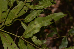 Beilschmiedia elliptica