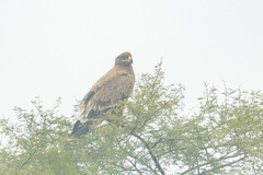 Aquila nipalensis