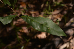 Beilschmiedia elliptica