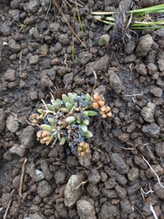Delosperma basuticum