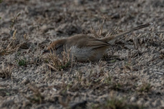 Prinia buchanani