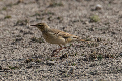 Anthus campestris