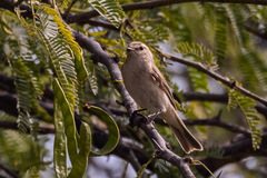 Phylloscopus neglectus