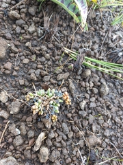 Delosperma basuticum