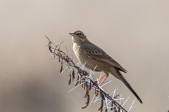 Anthus similis