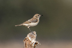 Saxicola macrorhynchus