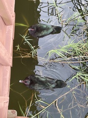 Cairina moschata domestica