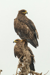 Aquila nipalensis