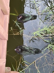 Cairina moschata domestica