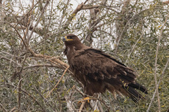 Aquila nipalensis