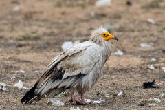 Neophron percnopterus