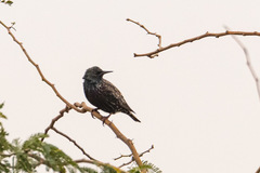 Sturnus vulgaris