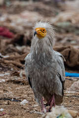 Neophron percnopterus