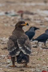 Aquila nipalensis