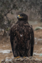 Aquila nipalensis