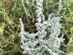 Sclerolaena birchii