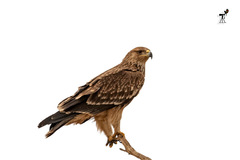 Aquila heliaca