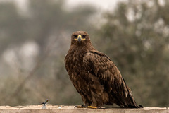 Aquila nipalensis