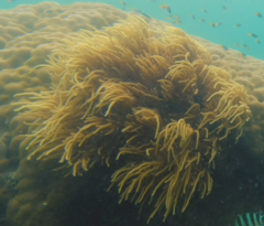 Sclerophytum flexibilis