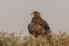 Aquila nipalensis