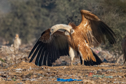 Eurasian Griffon, photo 4 of 8