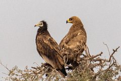 Neophron percnopterus