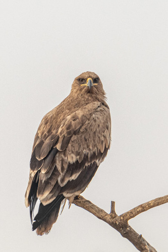 Tawny Eagle