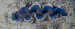 Tridacninae