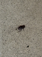 Parcoblatta americana