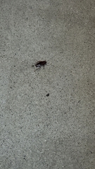 Parcoblatta americana