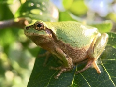 Hyla japonica