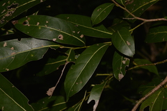 Cryptocarya glaucescens