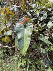 Philodendron erubescens