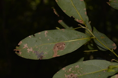 Cryptocarya glaucescens