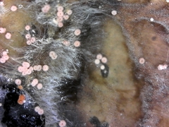 Lasionectria lecanodes