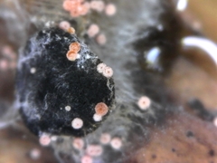 Lasionectria lecanodes