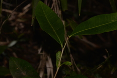 Planchonella australis