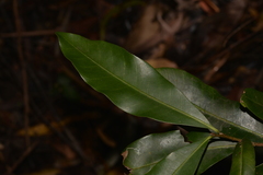 Planchonella australis