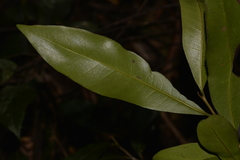 Planchonella australis