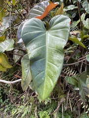 Philodendron erubescens