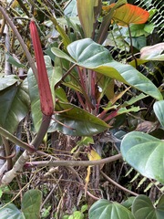 Philodendron erubescens