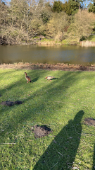 Alopochen aegyptiaca