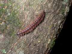Pseudopolydesmus erasus