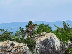 Macaca fascicularis