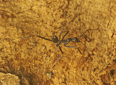 Leptomyrmex mjobergi