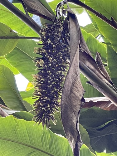 Alpinia boia