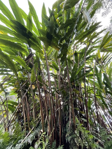 Alpinia boia
