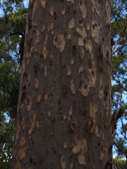 Corymbia henryi