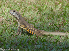Leiolepis belliana