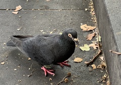 Columba livia domestica